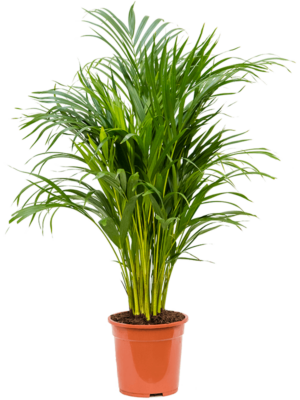 Tuft