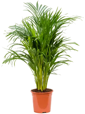 Tuft