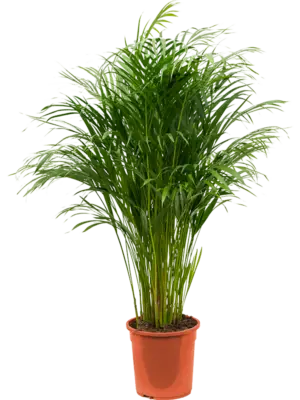 Tuft
