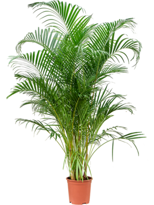 Tuft