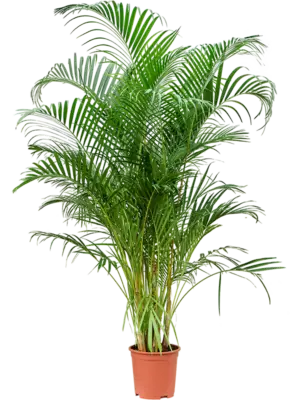Tuft