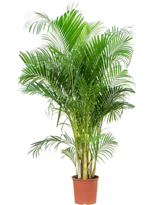 Tuft