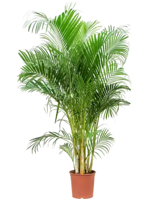 Tuft