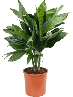 Bush