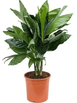 Bush