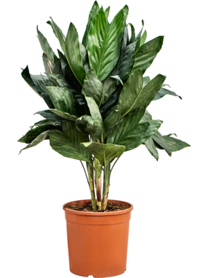 Bush
