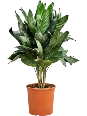Bush