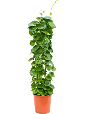Column