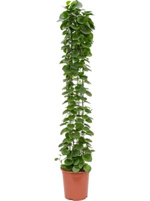 Column