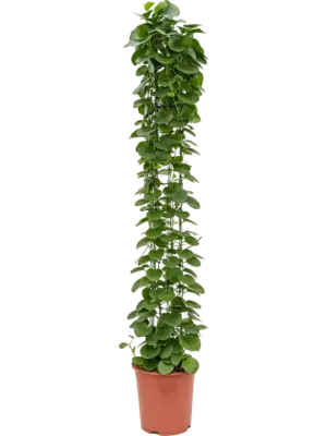 Column
