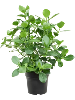 Bush 2pp