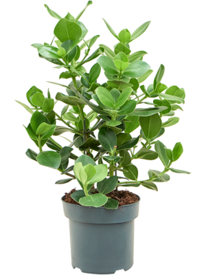 Bush