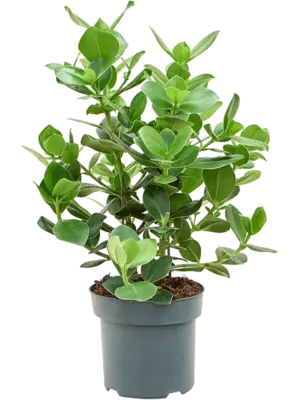 Bush
