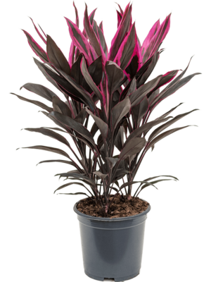 Tuft