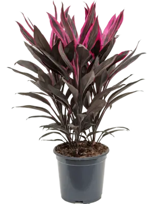 Tuft