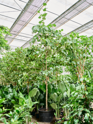 Stem