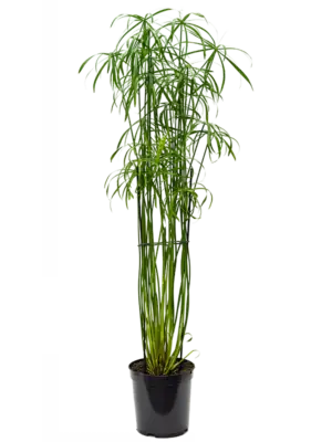 Tuft