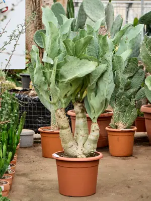 Stem
