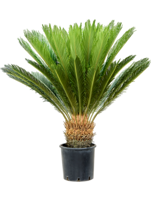 Stem (25-30)