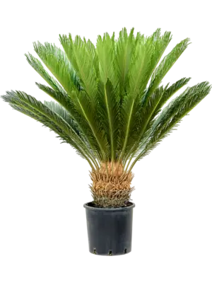 Stem (25-30)