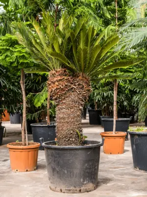 Stem