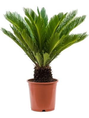 Stem