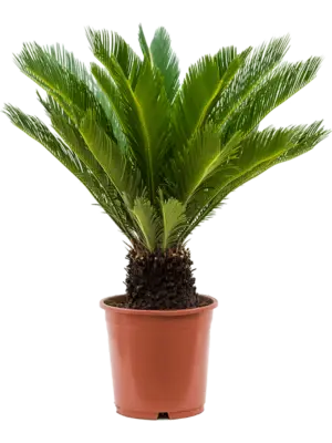 Stem