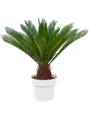 Stem