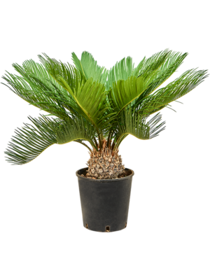Stem
