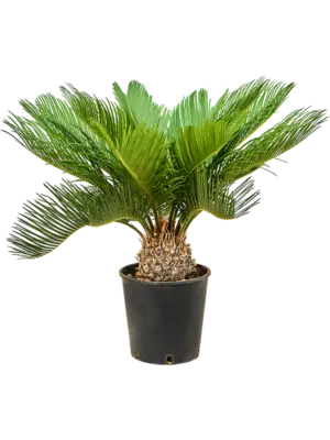 Stem
