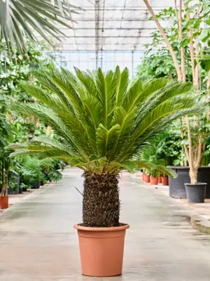 Stem