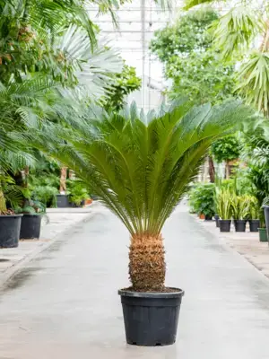 Stem