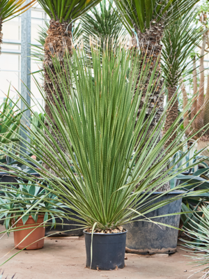 Stem
