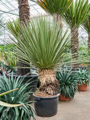 Stem