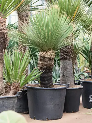 Stem