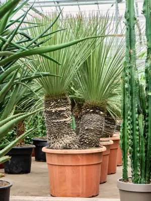Stem
