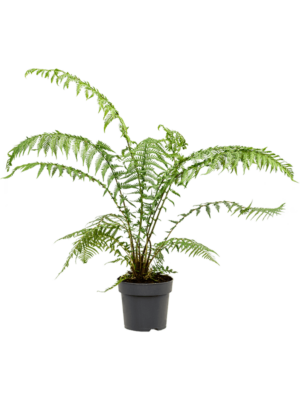 Stem