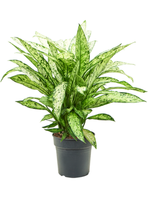 Bush