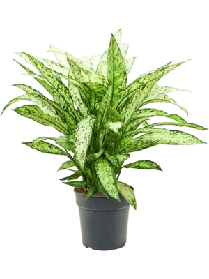 Bush
