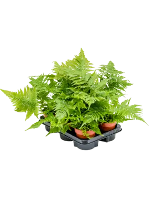 null