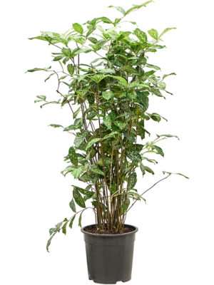 Tuft (110-130)