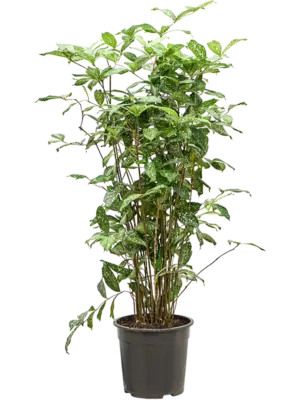 Tuft (110-130)