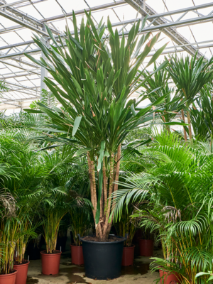 Multi stem