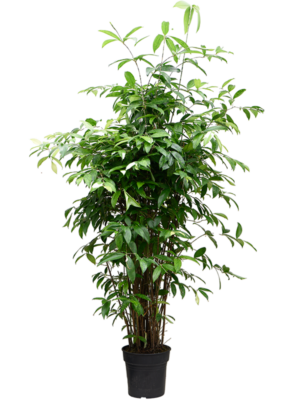 Tuft (125-150)