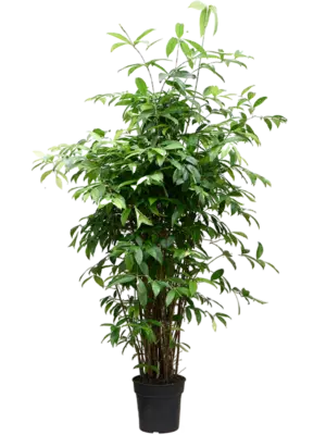 Tuft (125-150)