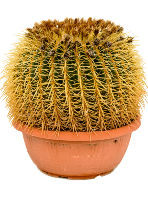 40-45 cm