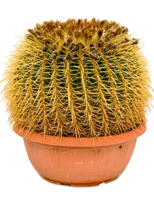 40-45 cm