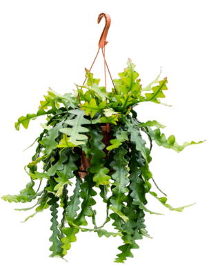 Hanging plant