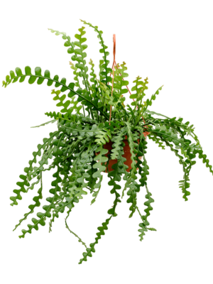 Hanging plant