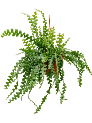 Hanging plant